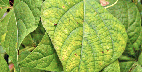 Rối loạn dinh dưỡng cây trồng là gì? Nguyên nhân và triệu chứng nhận biết