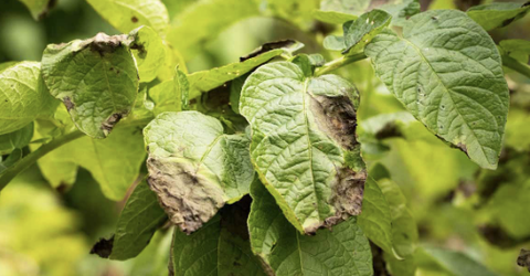 8 Biện pháp quản lý bệnh do Phytophthora