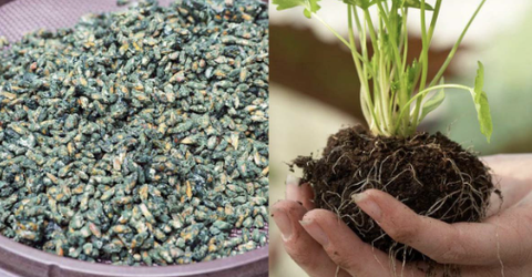 Nấm Trichoderma có tác dụng gì? Vì sao cần nuôi cấy nấm Trichoderma?