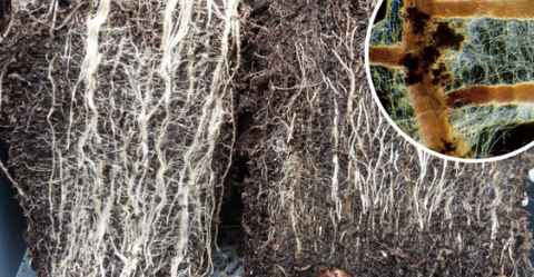 Nấm rễ cộng sinh Mycorrhizae là gì? Lợi ích và cách sử dụng