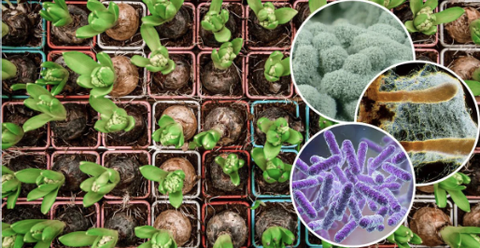 3 Chủng vi sinh giúp cây tiêu trừ nấm hại, hấp thụ dinh dưỡng tốt hơn