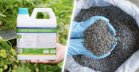 So sánh đặc tính của Agmin Chelate hữu cơ và phân bón vô cơ