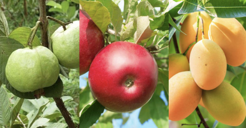 Vai trò quan trọng của vi lượng trước khi cây ra hoa, đậu quả