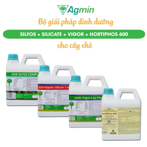 Bộ giải pháp dinh dưỡng cho cây chè