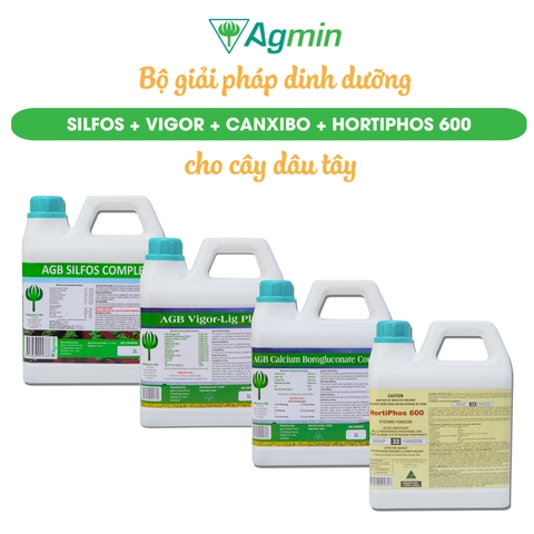 Bộ giải pháp dinh dưỡng cho cây dâu tây