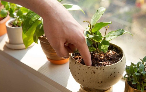10 Mẹo chăm sóc cây cảnh đúng cách giúp cây phát triển xanh tươi