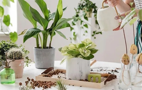 Cách chăm sóc cây cảnh trong nhà để cây luôn xanh và phát triển tốt