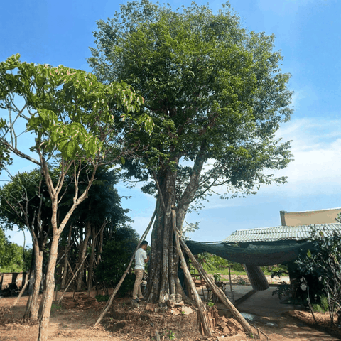 CÂY THỊ