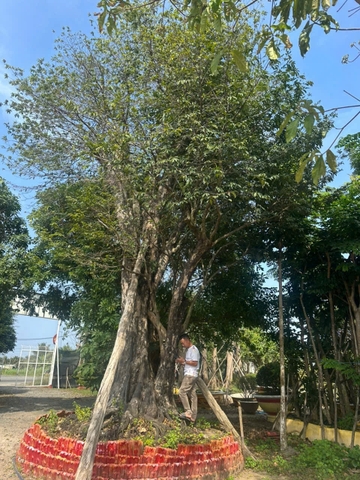 CÂY THỊ