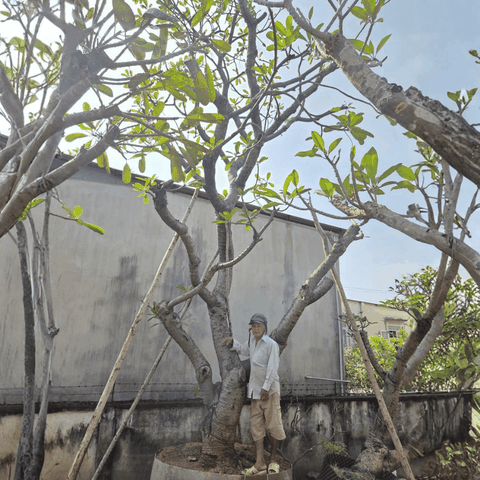 CÂY SỨ ĐẠI