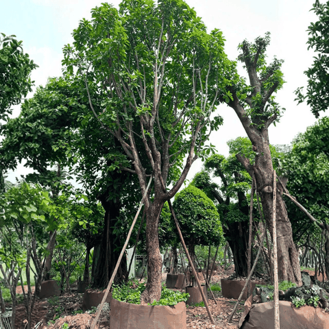 CÂY LỘC VỪNG