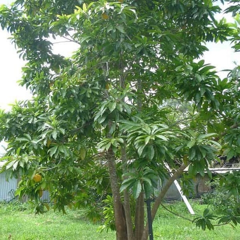 CÂY LEKIMA (CÂY TRỨNG GÀ)