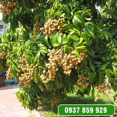 CÂY NHÃN