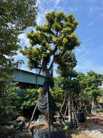 CÂY NHÃN