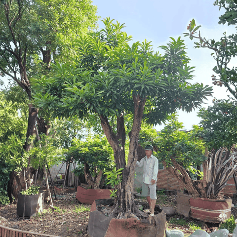 CÂY LEKIMA (CÂY TRỨNG GÀ)