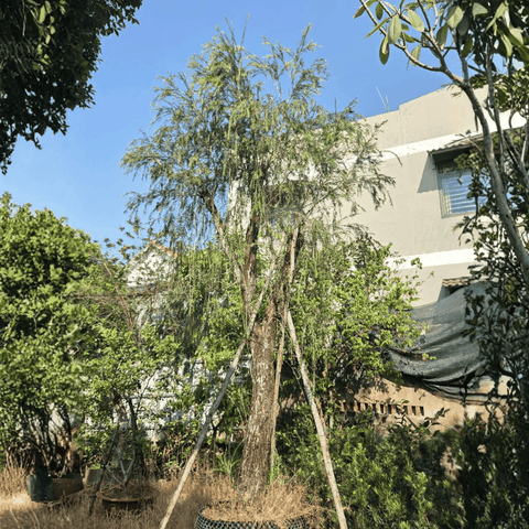 CÂY LIỄU ĐỎ