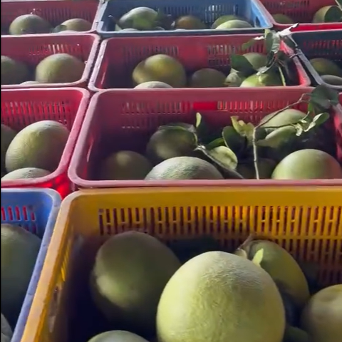 Thùng 6 trái bưởi da xanh Hoàng Long