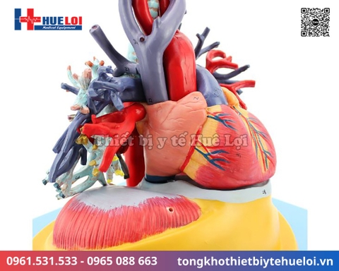 Mô hình giải phẫu tim phổi và các mạch máu lớn (Tỷ lệ 2/3)