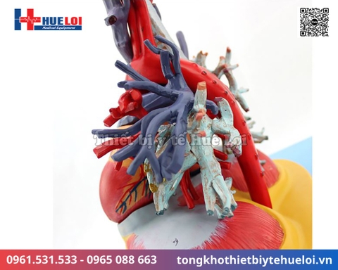 Mô hình giải phẫu tim phổi và các mạch máu lớn (Tỷ lệ 2/3)