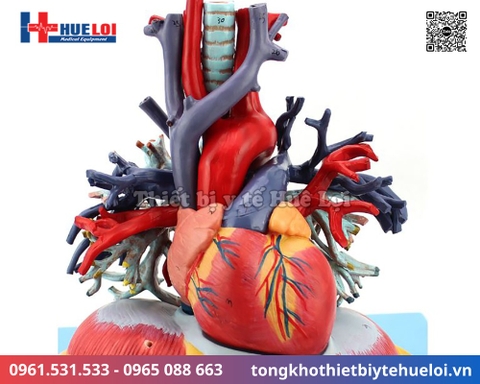 Mô hình giải phẫu tim phổi và các mạch máu lớn (Tỷ lệ 2/3)