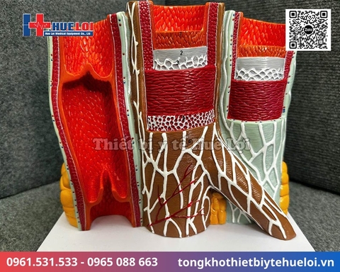 Mô hình giải phẫu các lớp mạch máu cao cấp (Động mạch & Tĩnh mạch)