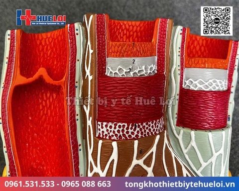 Mô hình giải phẫu các lớp mạch máu cao cấp (Động mạch & Tĩnh mạch)