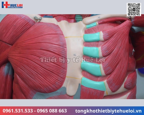 Mô hình giải phẫu cơ và nội tạng toàn cơ thể 170cm tháo rời chi tiết