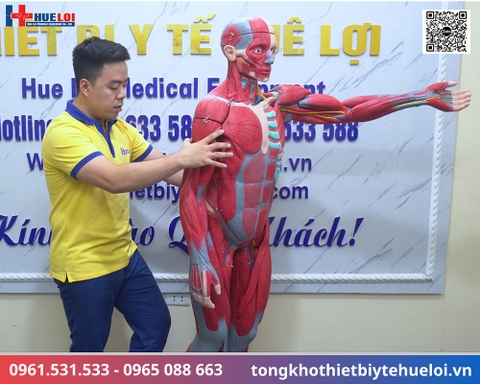 Mô hình giải phẫu cơ và nội tạng toàn cơ thể 170cm tháo rời chi tiết