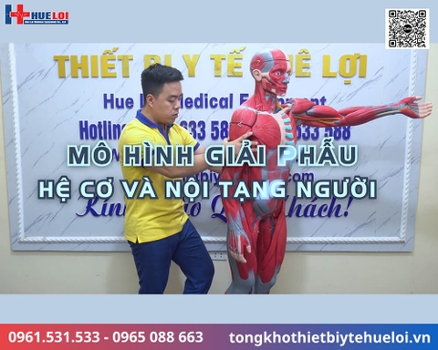 Mô hình giải phẫu cơ và nội tạng toàn cơ thể 170cm tháo rời chi tiết