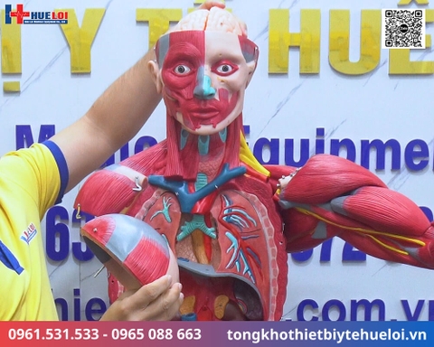 Mô hình giải phẫu cơ và nội tạng toàn cơ thể 170cm tháo rời chi tiết