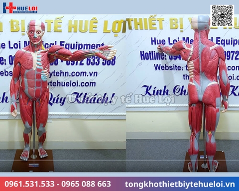 Mô hình giải phẫu cơ và nội tạng toàn cơ thể 170cm tháo rời chi tiết