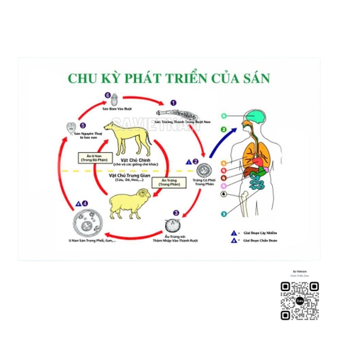 Tranh chu kỳ phát triển của sán