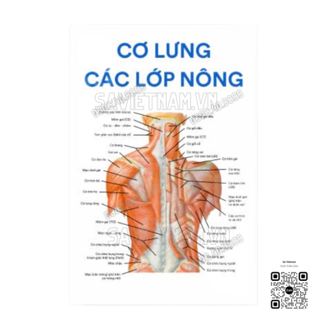 Tranh Cơ lưng các lớp nông