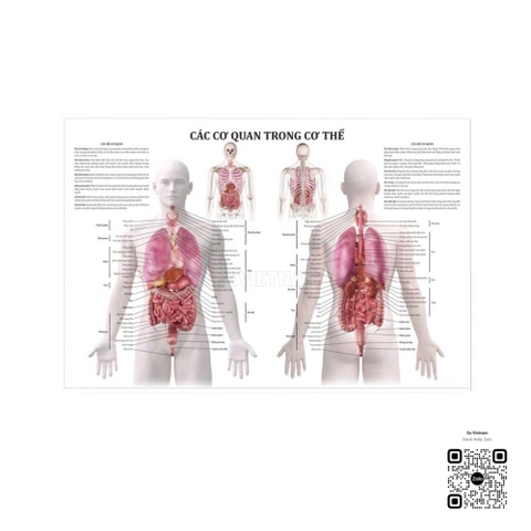 Tranh giải phẫu các cơ quan trong cơ thể
