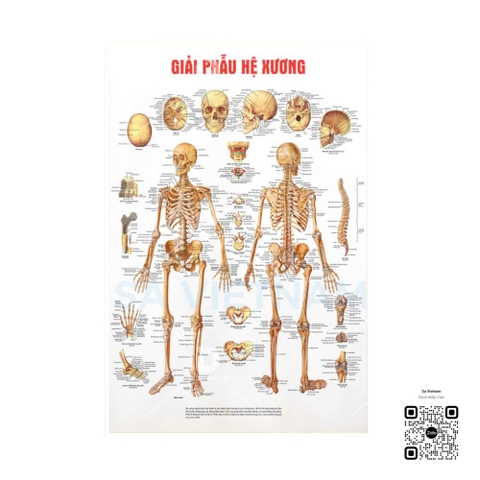 Tranh Giải phẫu hệ xương - MS02