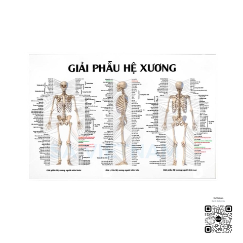 Tranh Giải phẫu hệ xương - MS01