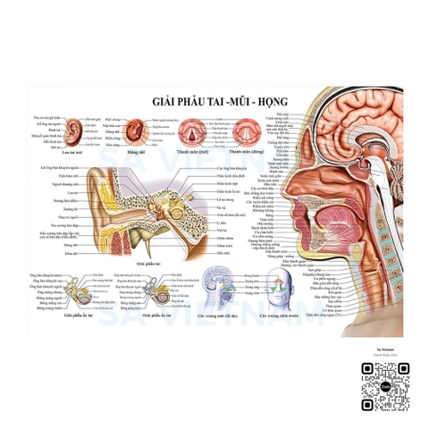 Tranh giải phẫu tai mũi họng - MS01