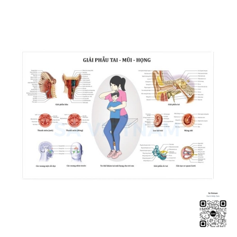 Tranh giải phẫu tai mũi họng - MS02