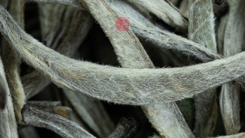 Đẳng Cấp Của Những Búp Trà Hái Trước Tiết Thanh Minh