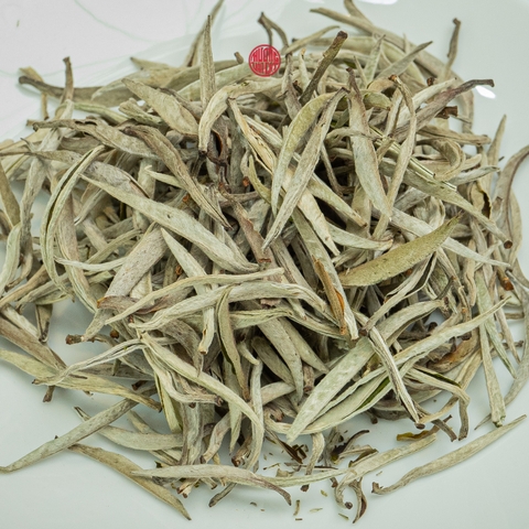 BẠCH TRÀ SHAN TUYẾT CỔ THỤ VỤ XUÂN BÚP TO