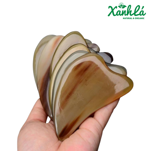 Sừng Trâu Bạc ( Hình Tim ) 10cm