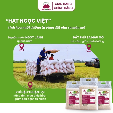Gạo MN66 - Túi 5kg