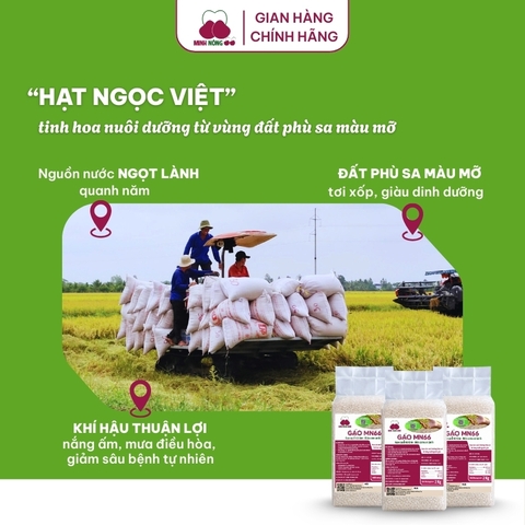 Gạo MN66 - Túi 2kg