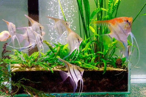 Bể cá thuỷ sinh