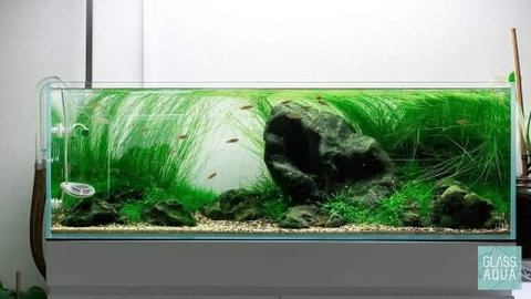 Top những mẫu hồ thủy sinh shallow tank đẹp