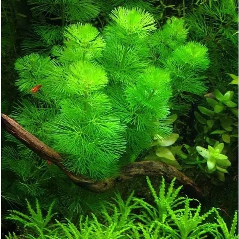 Rong la hán xanh dễ trồng không cần CO2