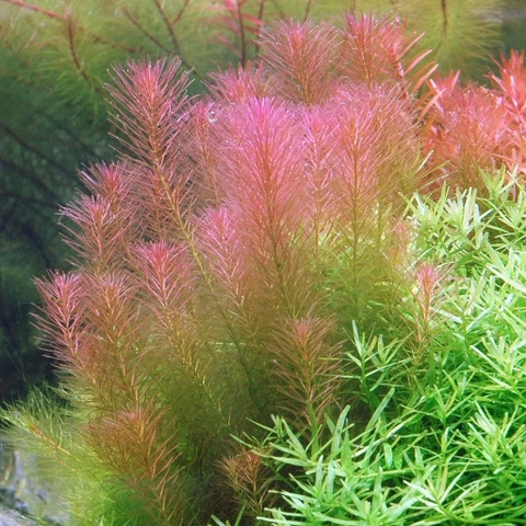 Cây thủy sinh luân thảo đỏ không cần CO2, phân nền (lá cạn)