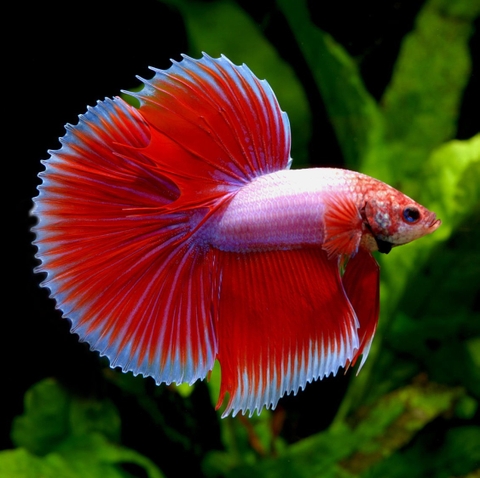 Betta trống (cá xiêm trống)