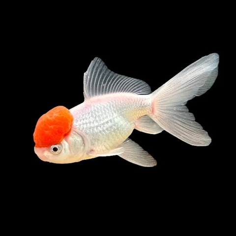 Cá Hạc Đỉnh Hồng
