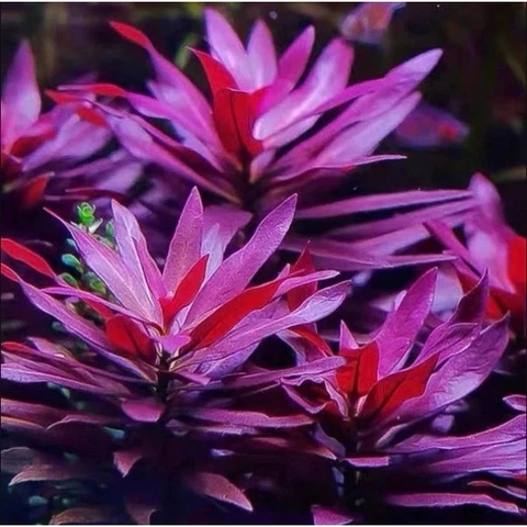 Cây thủy sinh đỏ cao cấp Đại Hồng Huyết (Ludwigia glandulosa)